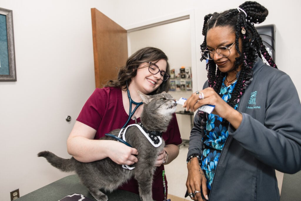 Vet tech giving treats to grey cat on exam table